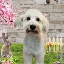 ミニチュアシュナウザー