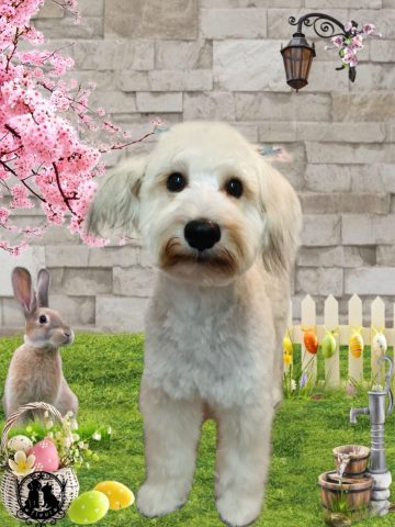 ミニチュアシュナウザー