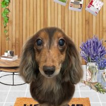 ミニチュアダックス