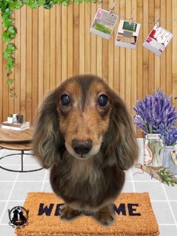 ミニチュアダックス