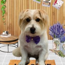 ジャックラッセルテリア