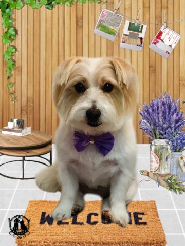 ジャックラッセルテリア