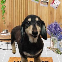 ミニチュアダックス