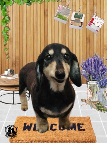 ミニチュアダックス