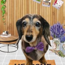 ミニチュアダックス