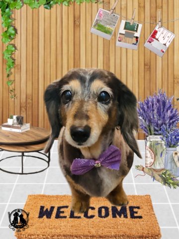 ミニチュアダックス