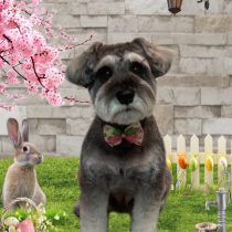 ミニチュアシュナウザー