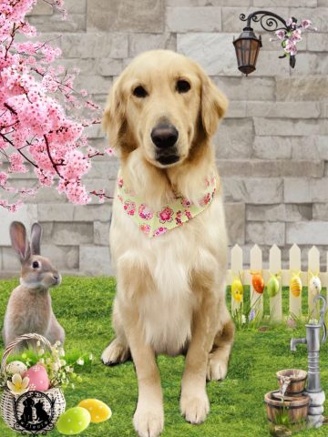 ゴールデンレトリバー