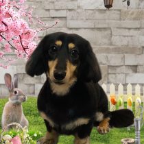 ミニチュアダックス