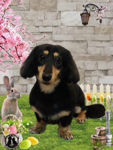 ミニチュアダックス