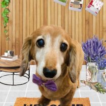 ミニチュアダックス