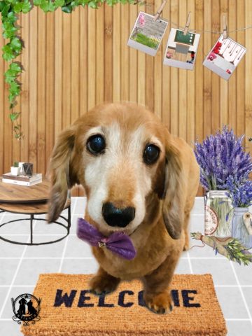 ミニチュアダックス