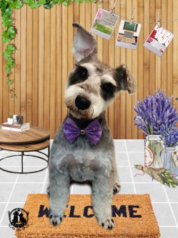 ミニチュアシュナウザー