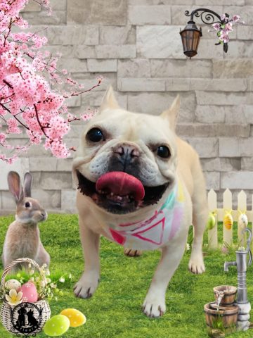 フレンチブルドッグ