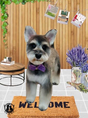 ミニチュアシュナウザー