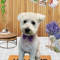 ミニチュアシュナウザー