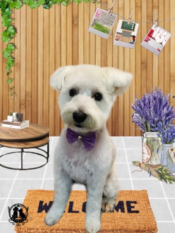 ミニチュアシュナウザー