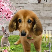 ミニチュアダックス