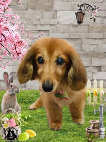 ミニチュアダックス