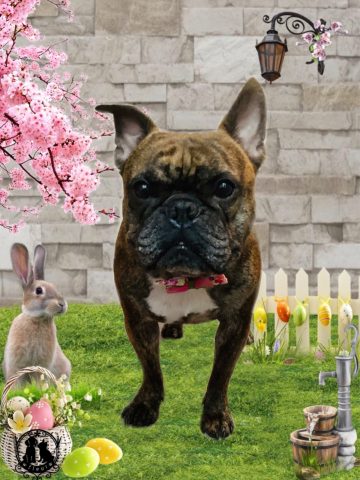 フレンチブルドッグ