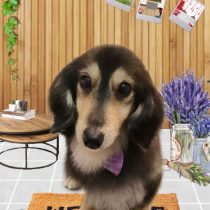 ミニチュアダックス