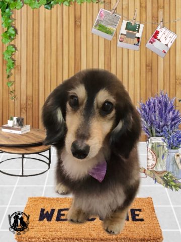 ミニチュアダックス