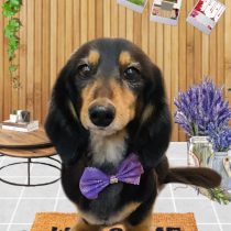 ミニチュアダックス