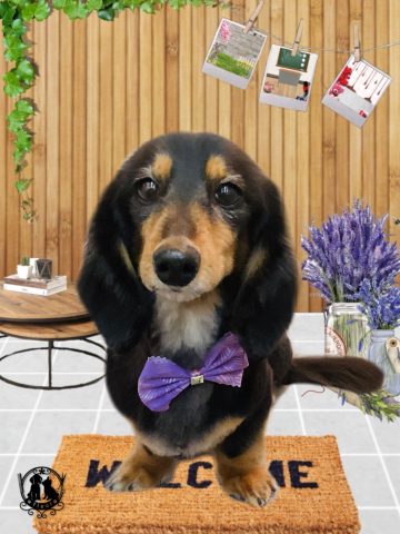 ミニチュアダックス