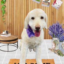 オーストラリアンラブラドゥードル