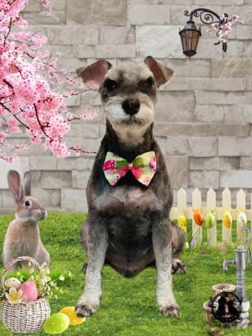 ミニチュアシュナウザー