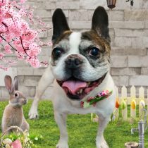 フレンチブルドッグ