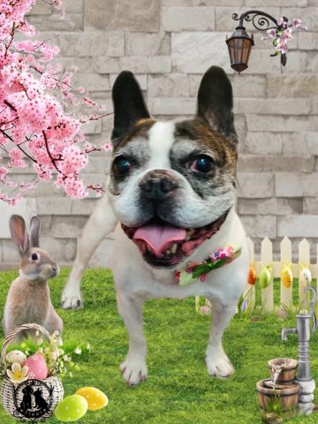 フレンチブルドッグ