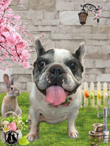フレンチブルドッグ