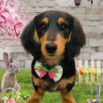 ミニチュアダックス