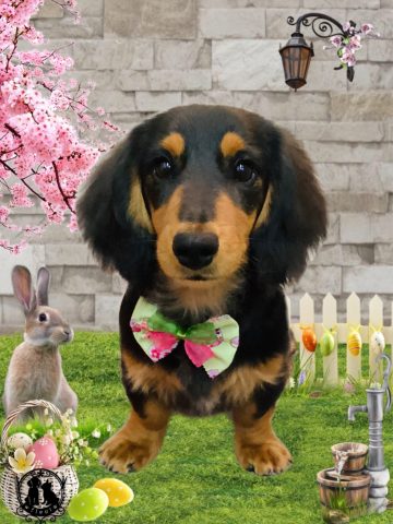 ミニチュアダックス