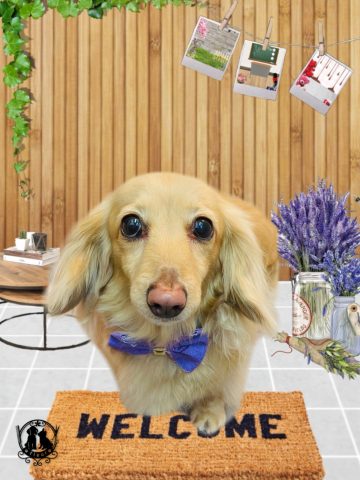 ミニチュアダックス