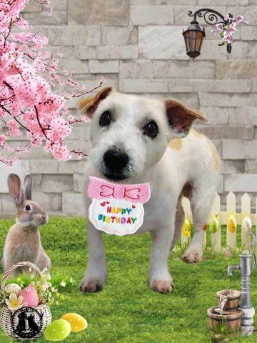 ジャックラッセルテリア