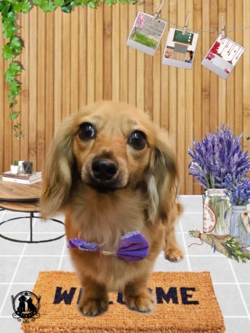 ミニチュアダックス