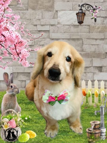 ミニチュアダックス