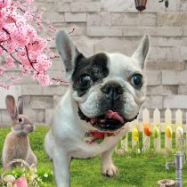 フレンチブルドッグ