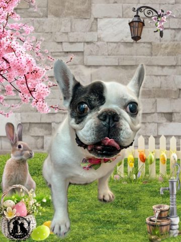 フレンチブルドッグ