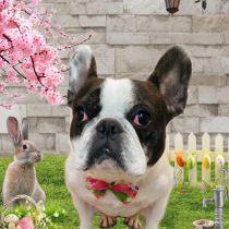 フレンチブルドッグ