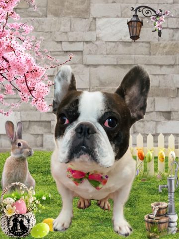 フレンチブルドッグ