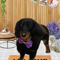 ミニチュアダックス