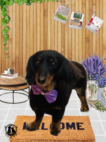 ミニチュアダックス