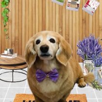 ミニチュアダックス