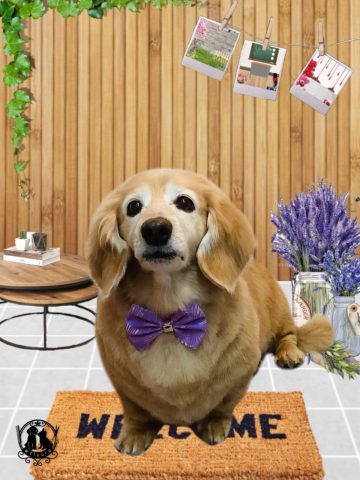 ミニチュアダックス