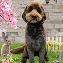 オーストラリアンラブラドゥードル