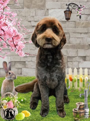 オーストラリアンラブラドゥードル