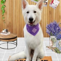 ホワイトスイスシェパード